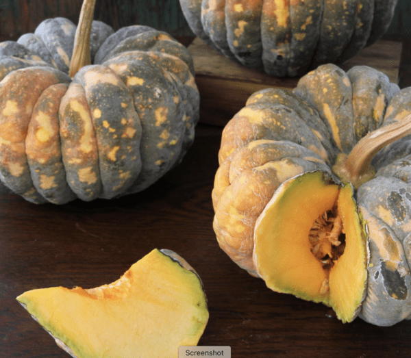 Squash - Winter - Chirimen Kabocha (3.25" pot)